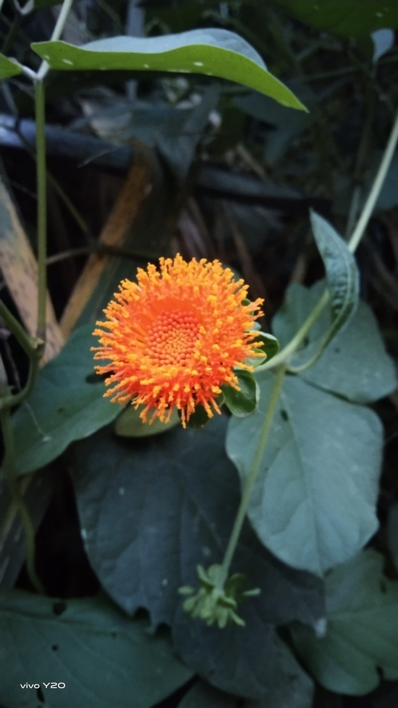 Verbesina fraseri