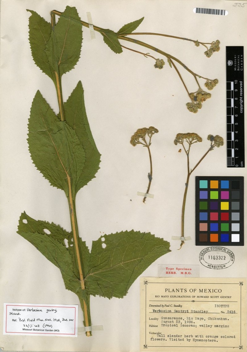 Verbesina gentryi photo 5