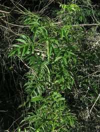 Verbesina gigantea
