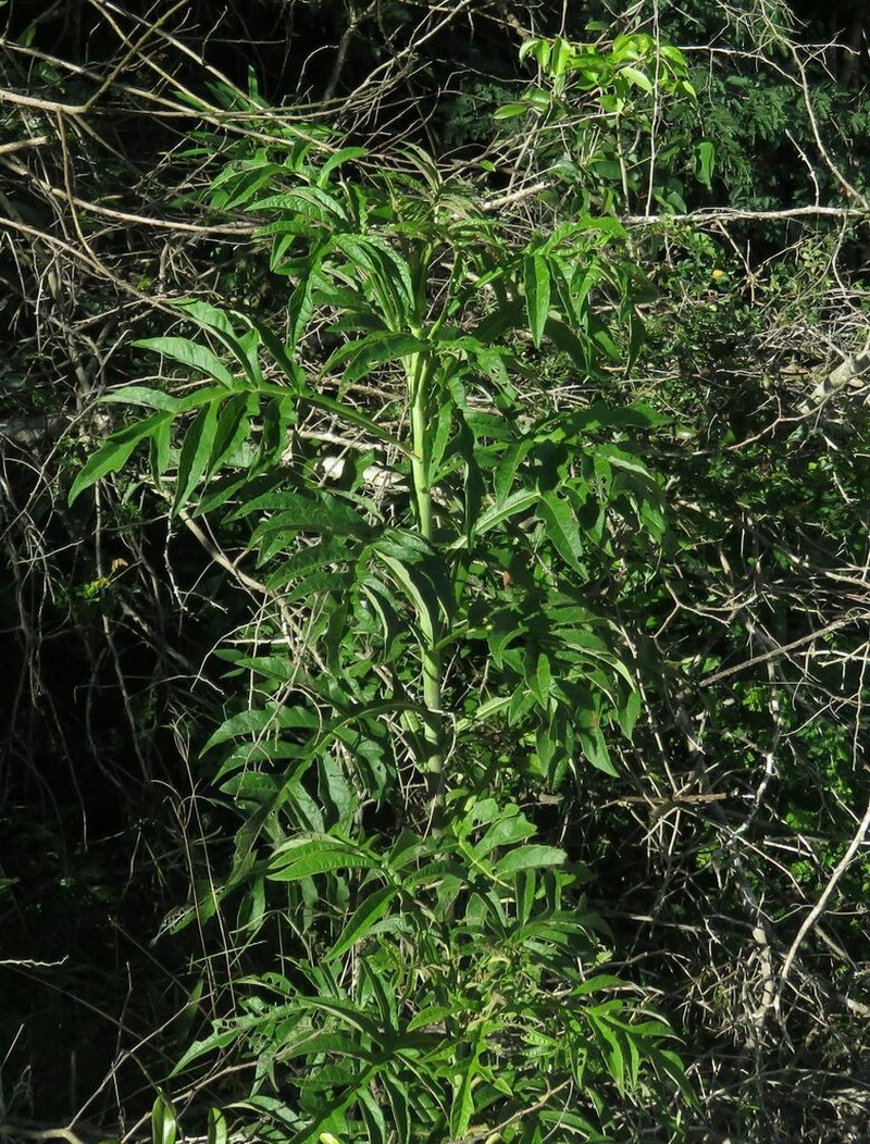 Verbesina gigantea
