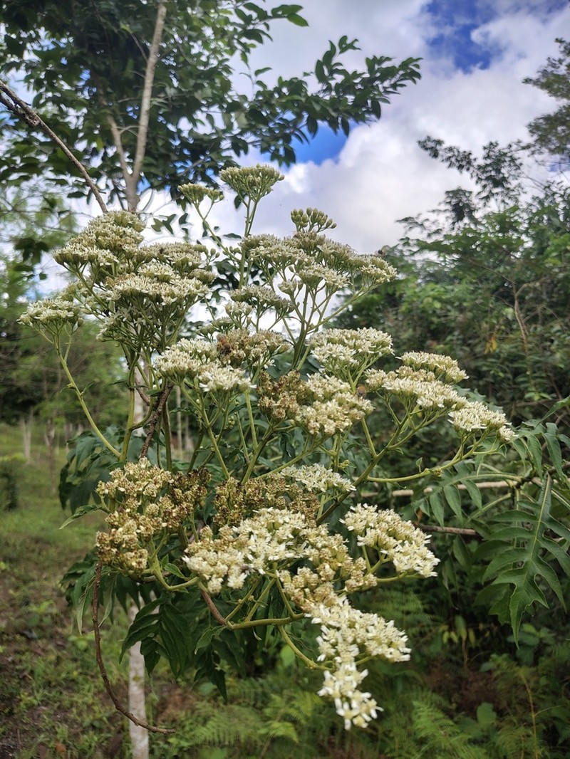 Verbesina gigantea photo 2