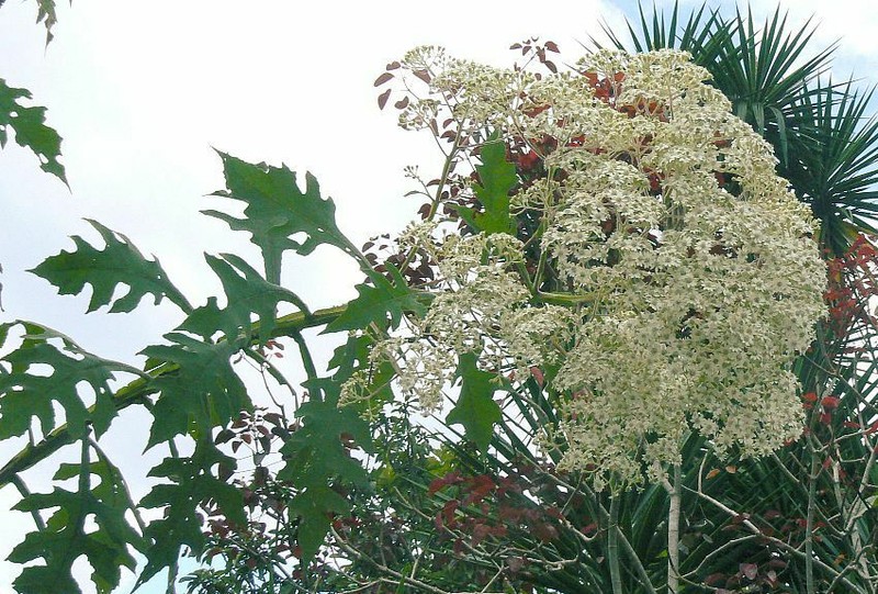 Verbesina gigantea photo 3