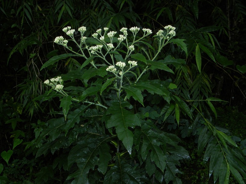 Verbesina gigantea photo 5