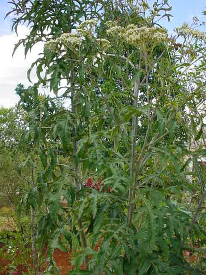 Verbesina gigantea photo 6