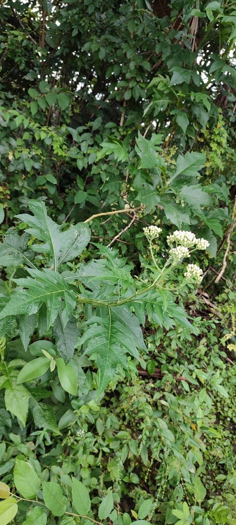 Verbesina gigantea photo 8