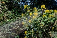 Verbesina glabrata