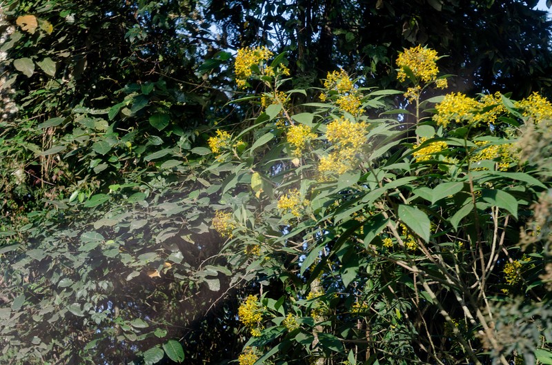 Verbesina glabrata