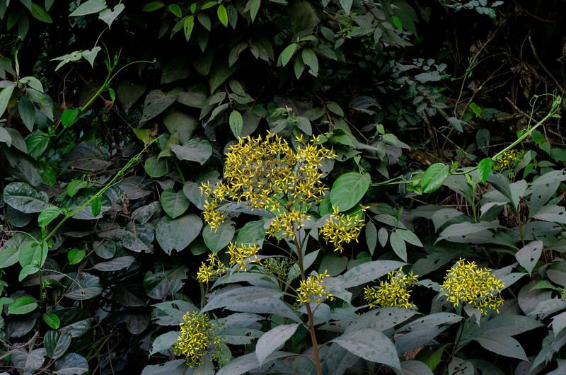 Verbesina glabrata photo 2