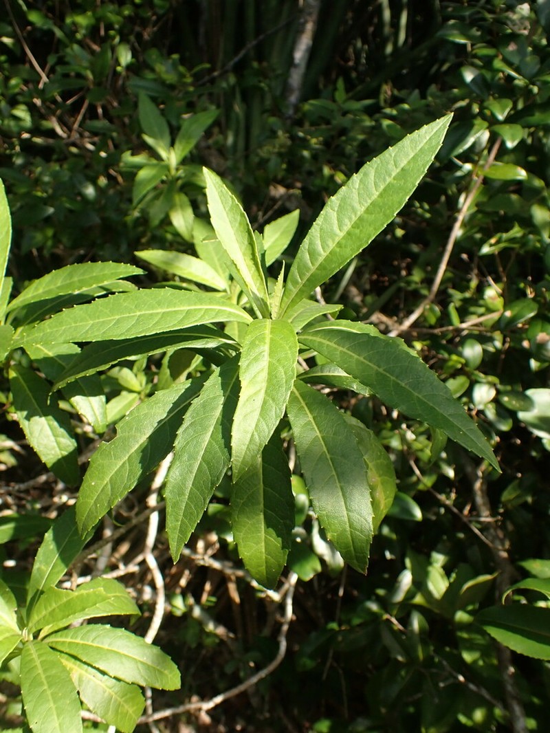 Verbesina glabrata photo 3