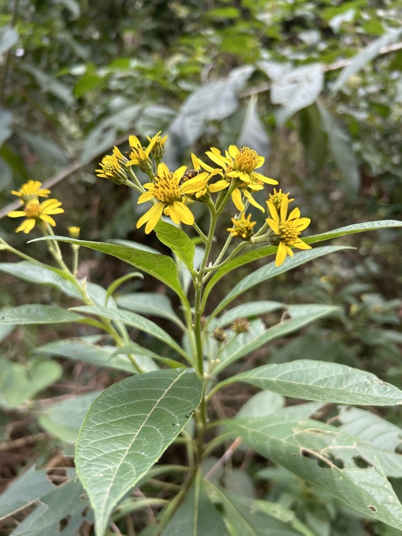 Verbesina glabrata photo 5