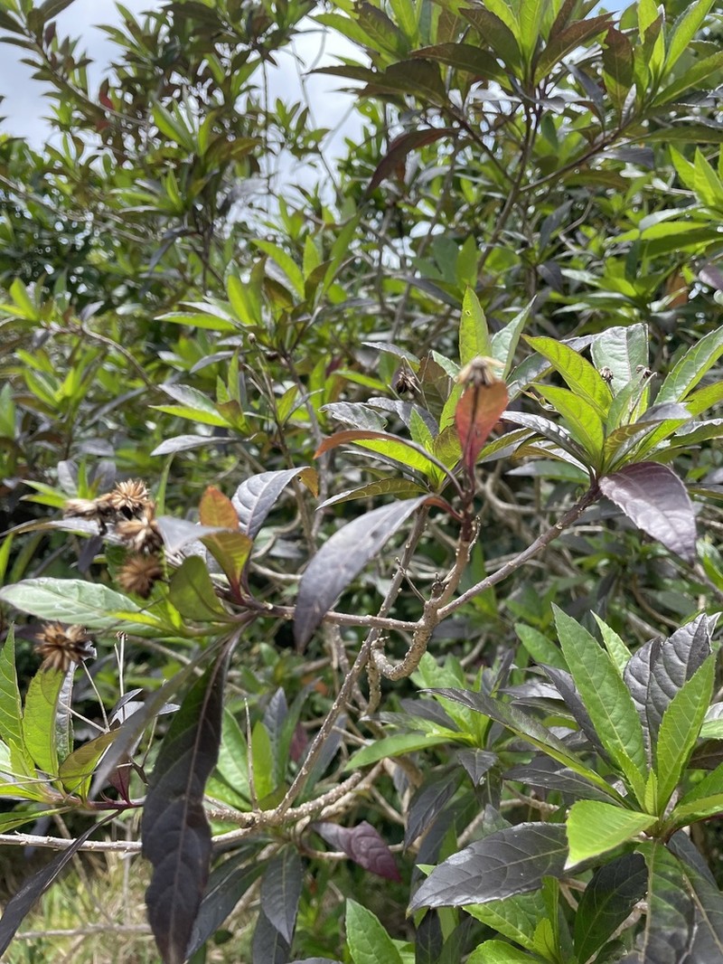 Verbesina glabrata photo 6