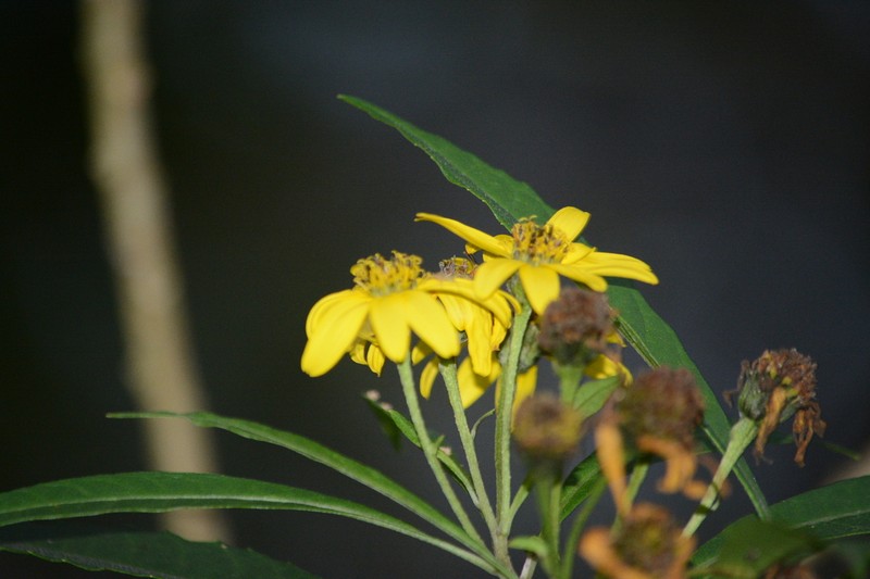 Verbesina glabrata photo 7
