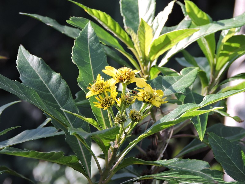 Verbesina glabrata photo 8