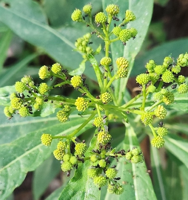 Verbesina glaucophylla