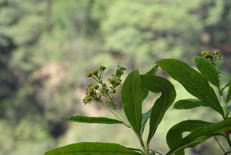 Verbesina glaucophylla photo 4