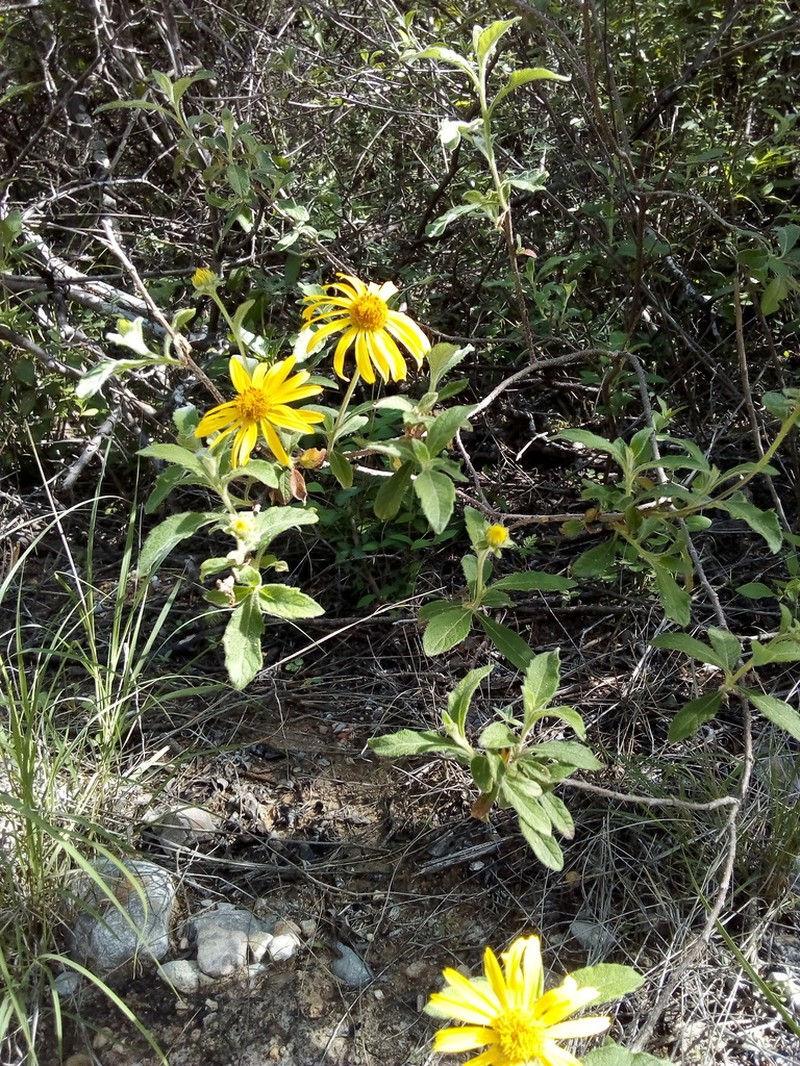 Verbesina gracilipes photo 2