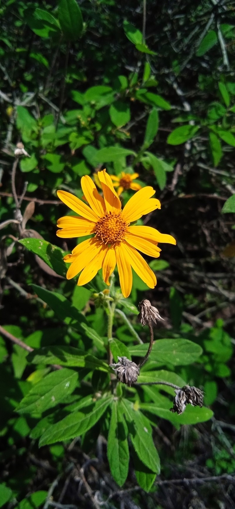 Verbesina gracilipes photo 4