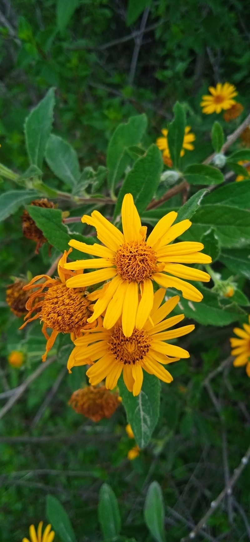 Verbesina gracilipes photo 5