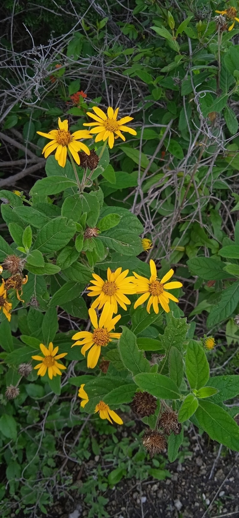 Verbesina gracilipes photo 6