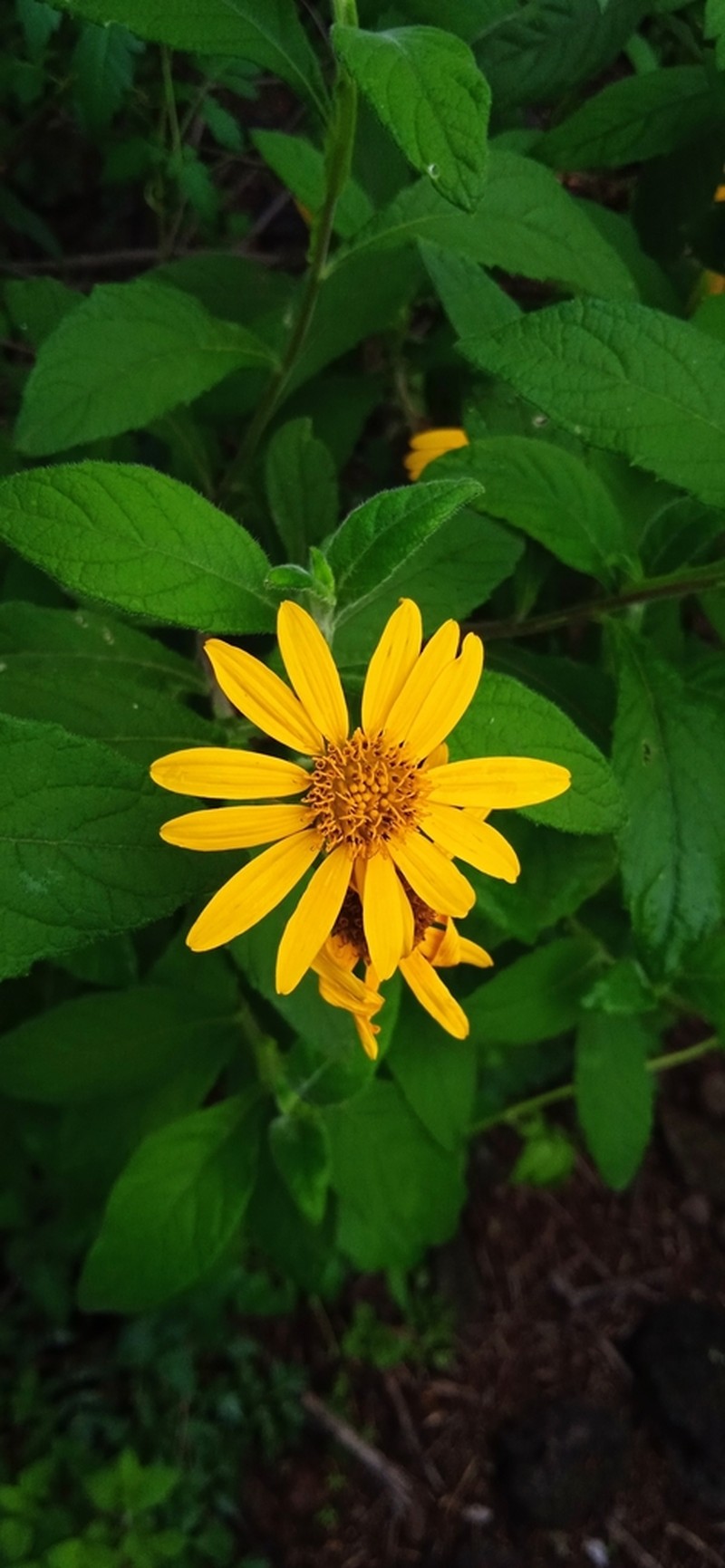 Verbesina gracilipes photo 7