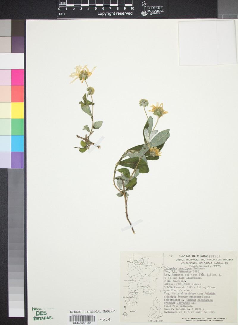 Verbesina gracilipes photo 8