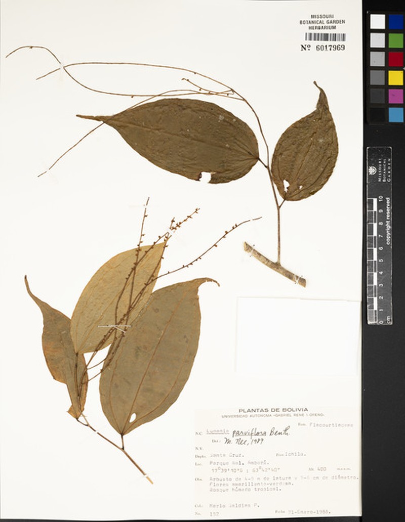 Verbesina grandifolia photo 2