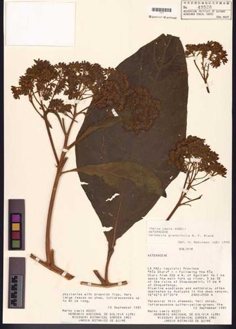Verbesina grandifolia photo 3
