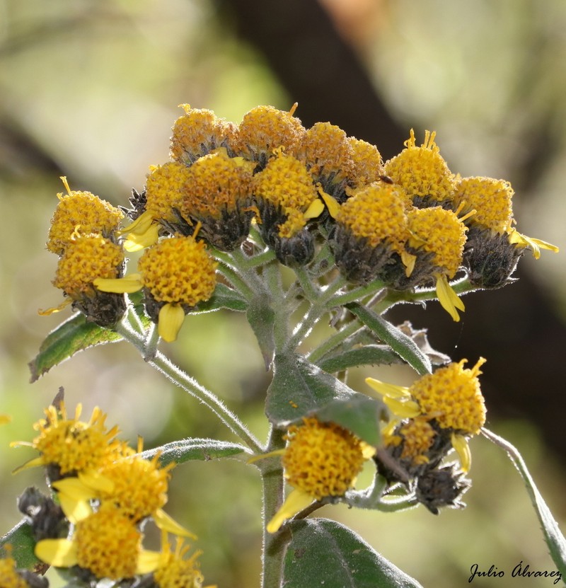 Verbesina grayi