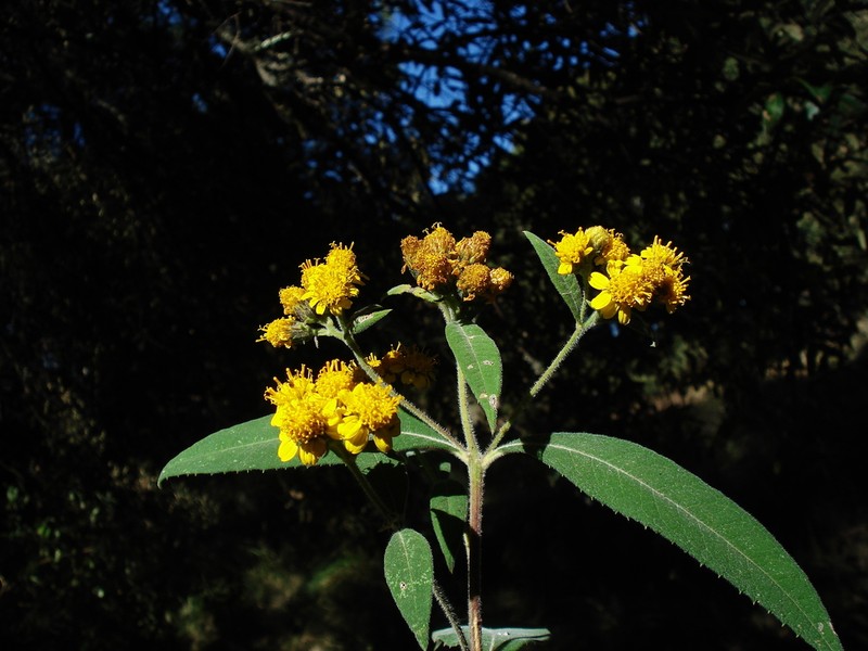 Verbesina grayi photo 3