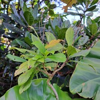 Verbesina guadeloupensis
