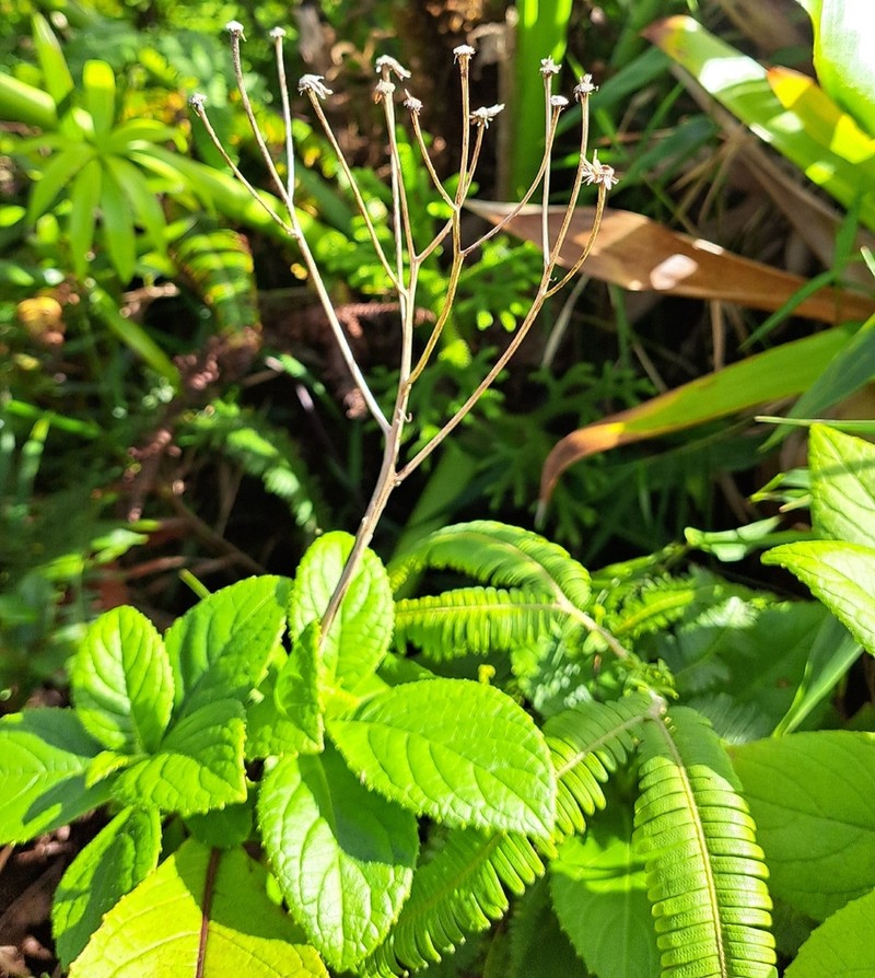 Verbesina guadeloupensis photo 3