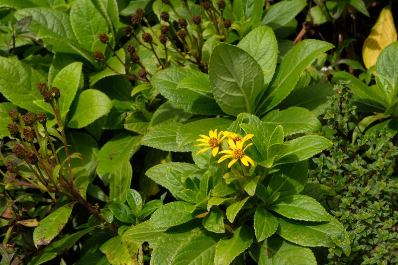 Verbesina guadeloupensis photo 5