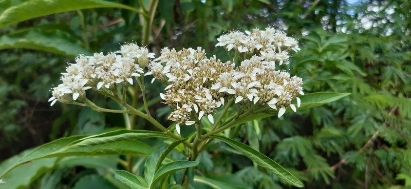 Verbesina guatemalensis