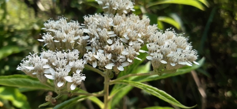 Verbesina guatemalensis photo 2