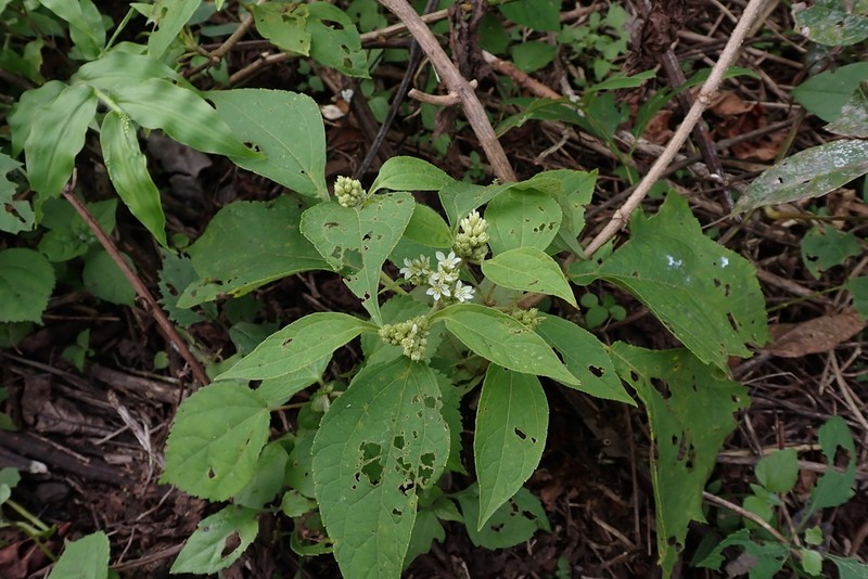 Verbesina guatemalensis photo 3