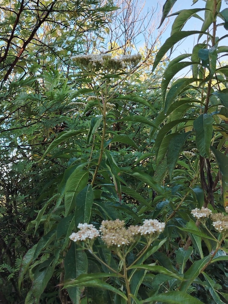 Verbesina guatemalensis photo 4