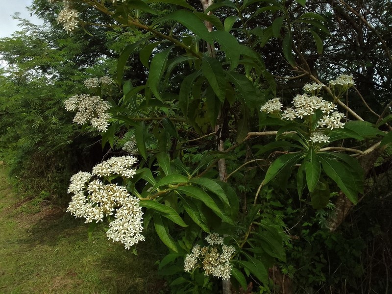 Verbesina guatemalensis photo 5