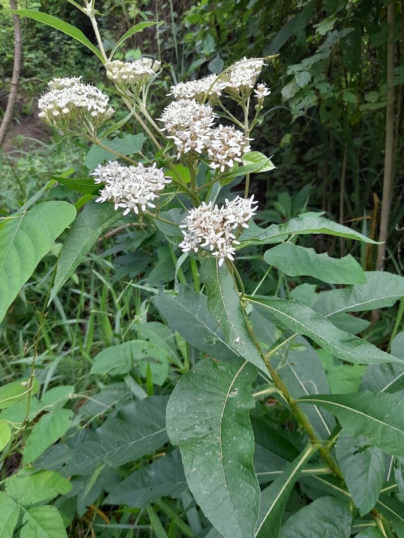 Verbesina guatemalensis photo 8