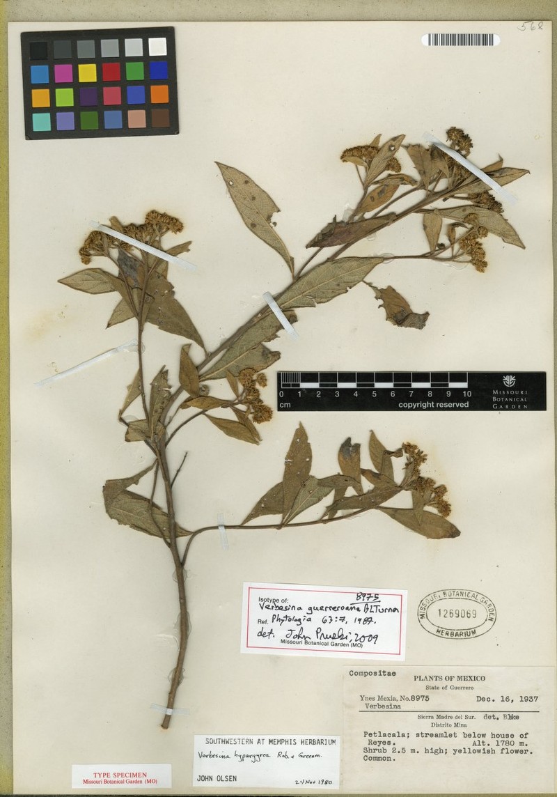 Verbesina guerreroana