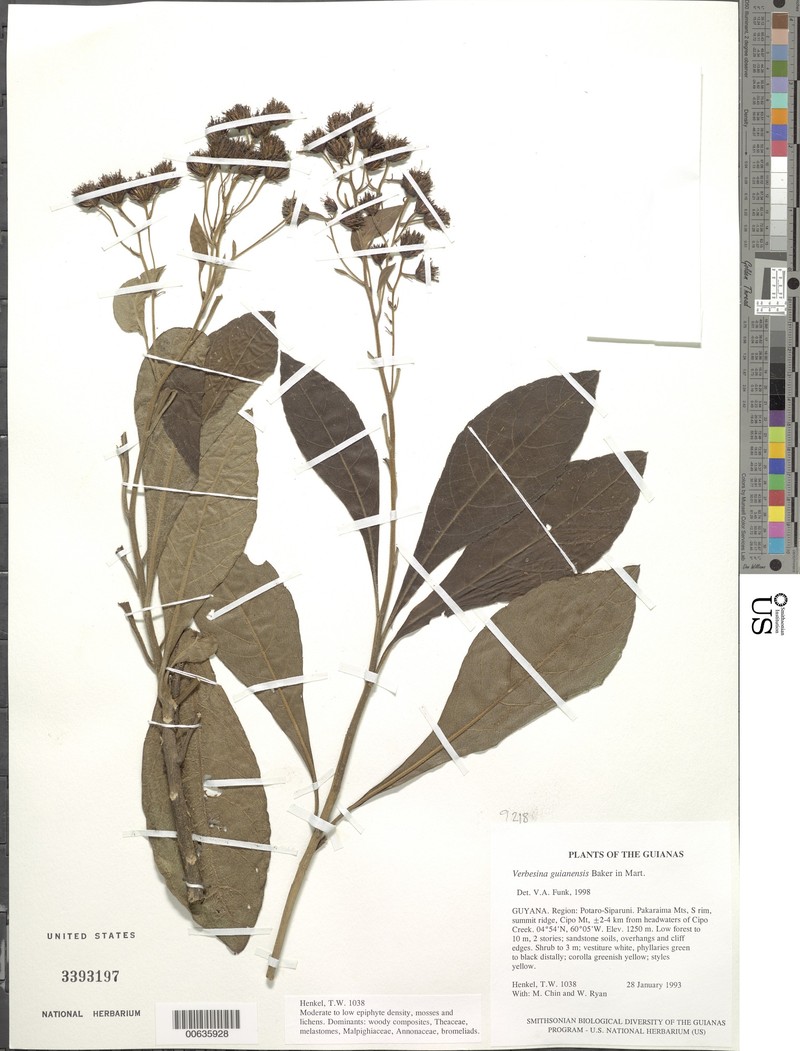 Verbesina guianensis