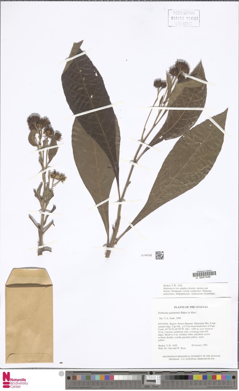 Verbesina guianensis photo 2