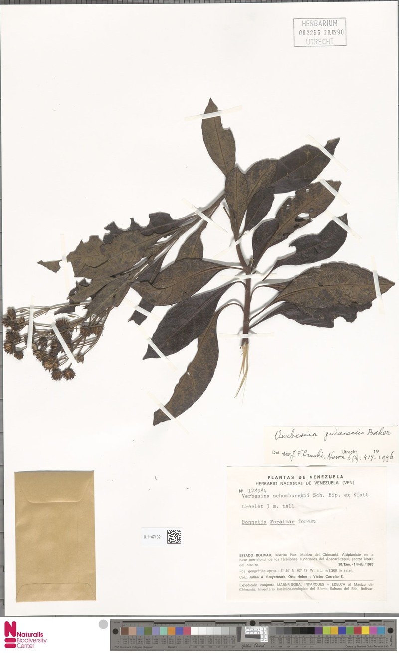 Verbesina guianensis photo 3