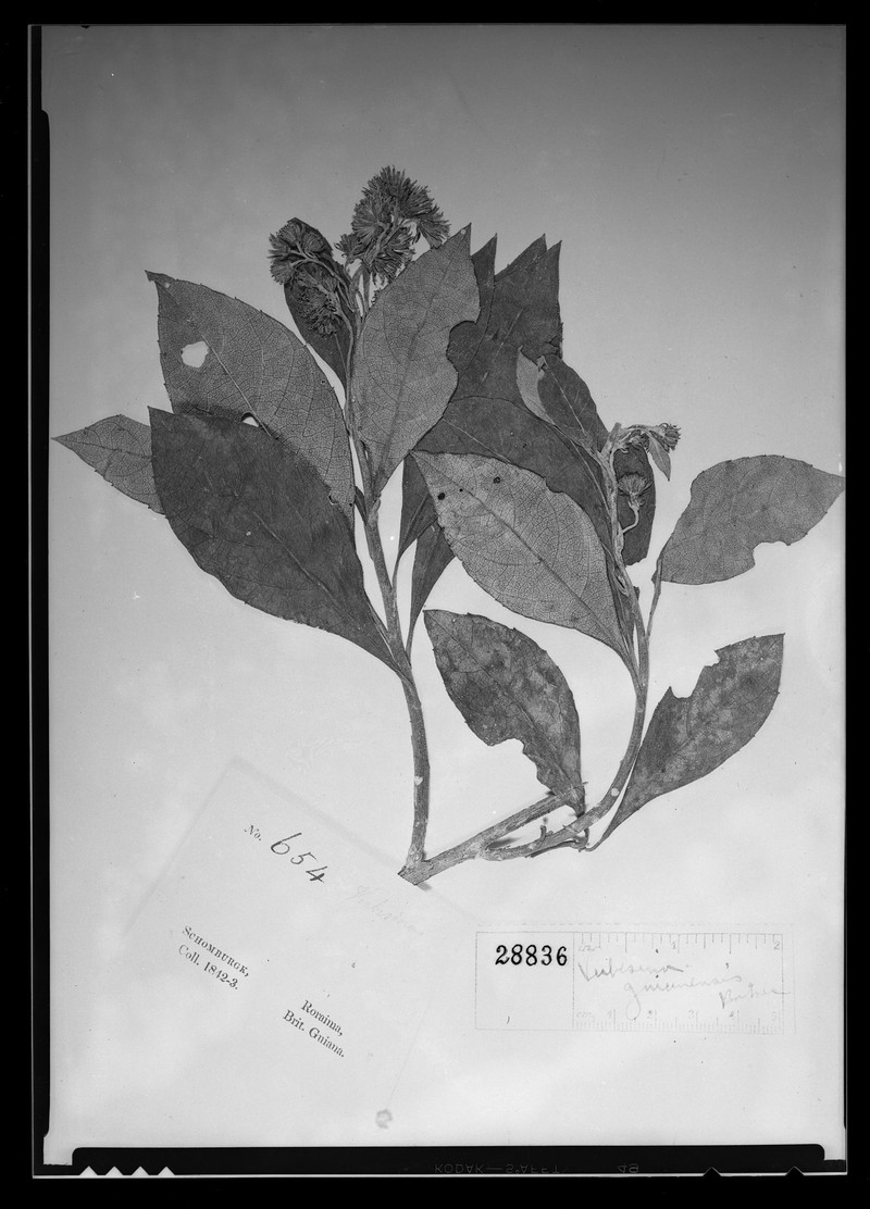 Verbesina guianensis photo 4