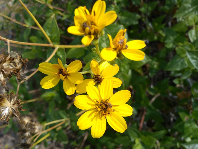 Verbesina hastata photo 8