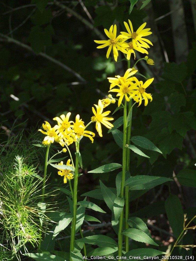 Gravelweed photo 3