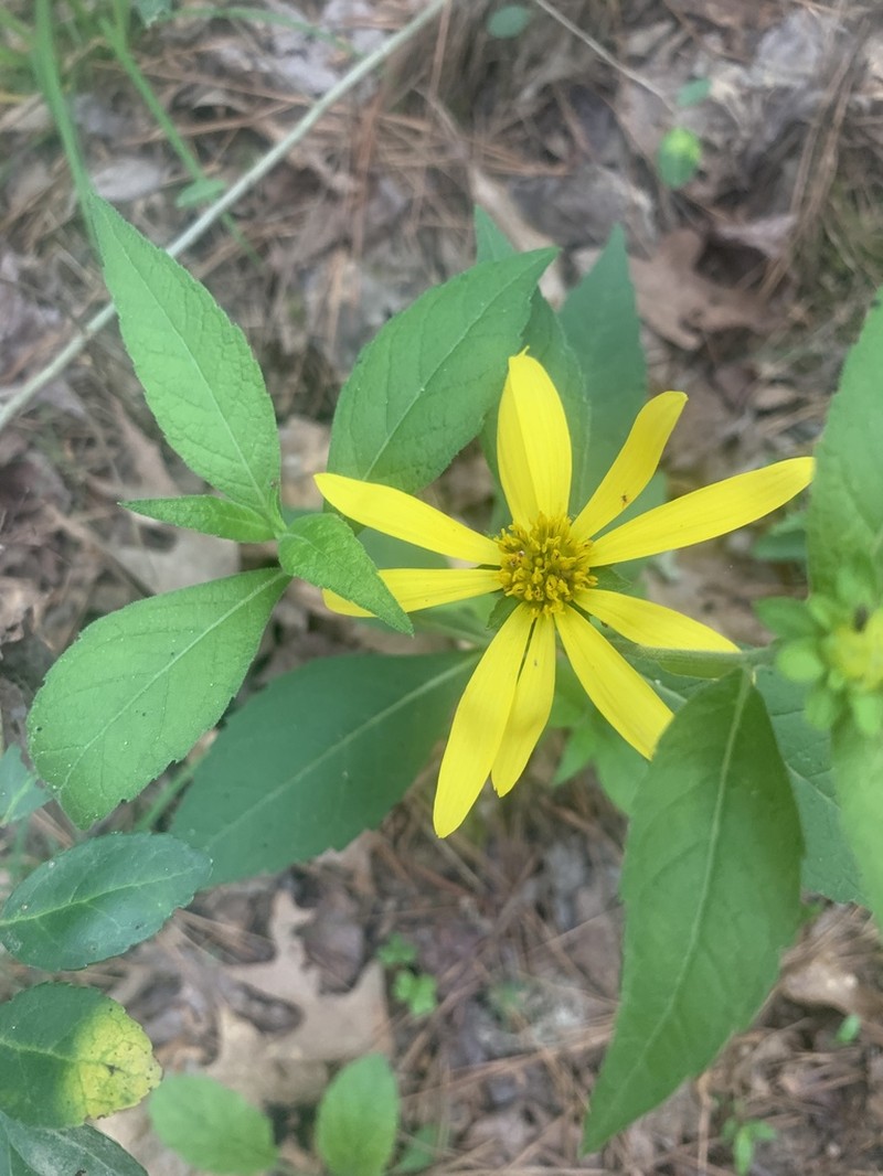 Gravelweed photo 4