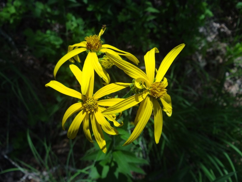 Gravelweed photo 6