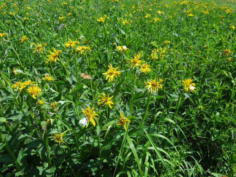 Gravelweed photo 7