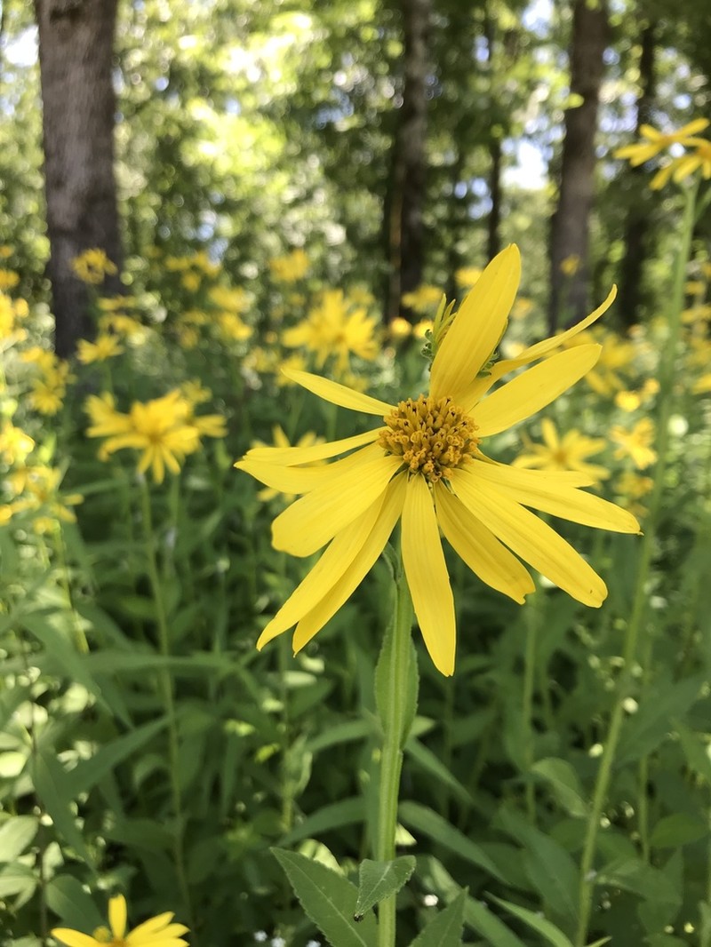 Gravelweed photo 8