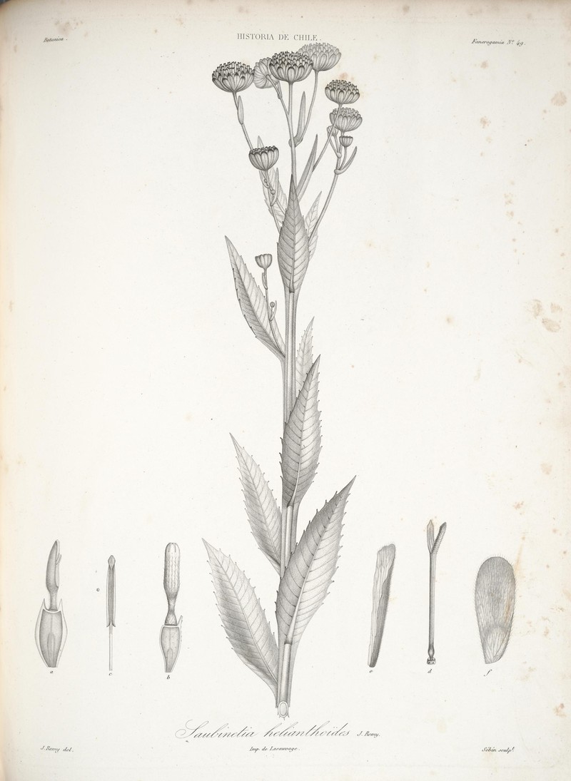 Gravelweed photo 4